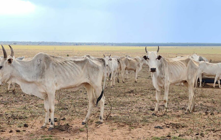 Imagem WhatsApp Image 2025-09-04 at 153447